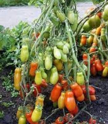 фото из сети