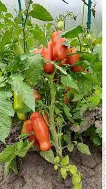 фото из сети