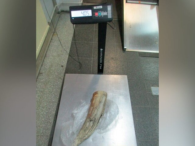    Фото: sztu.customs.gov.ru