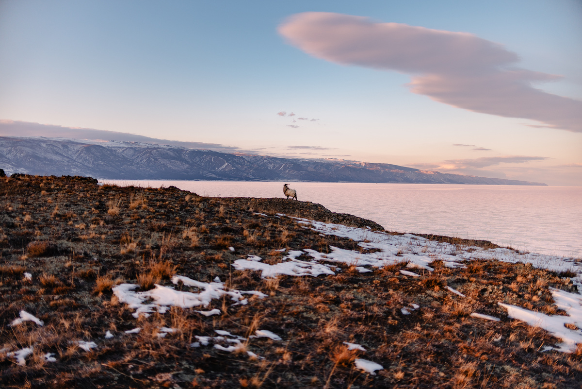 Байкал / 09.03.2021. о.Замогой. Горный козел.