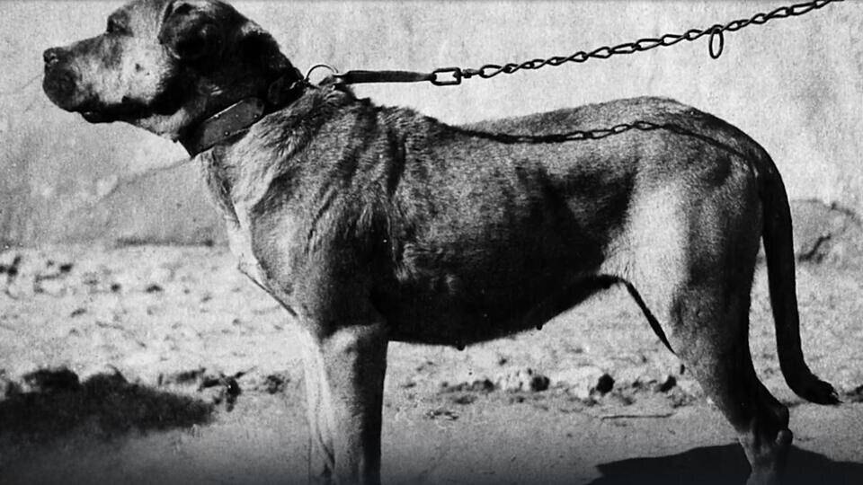 Фото: © Кадр из программы "Загадки человечества", РЕН ТВ 