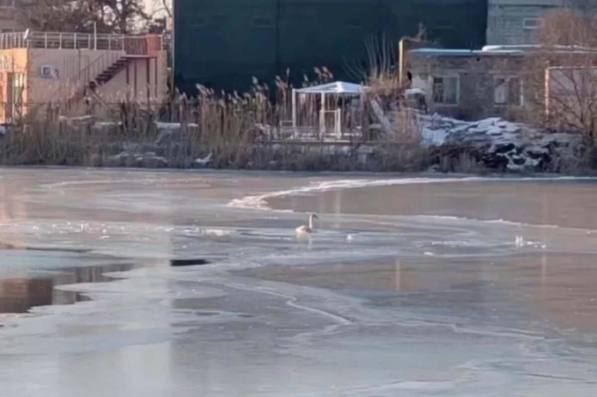    Спасатели освободили лебедя, вмерзшего в лед на реке в Анапе