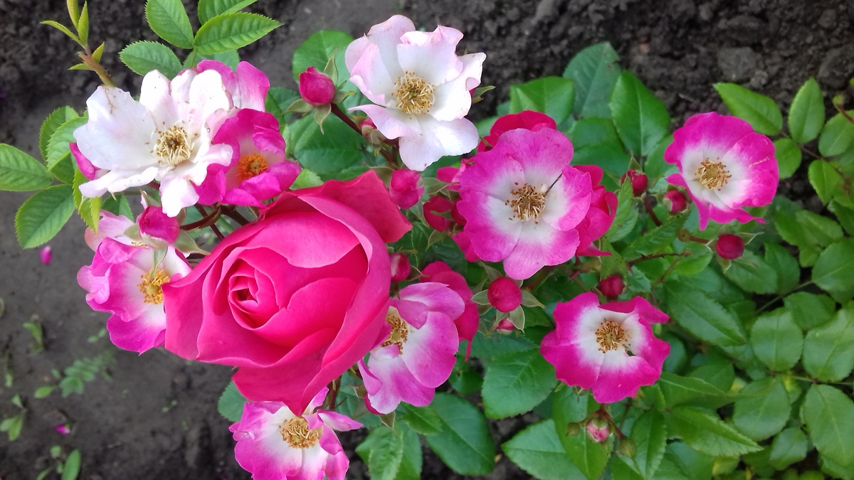 Leonardo da Vinci и Richard Straus - 2017 год