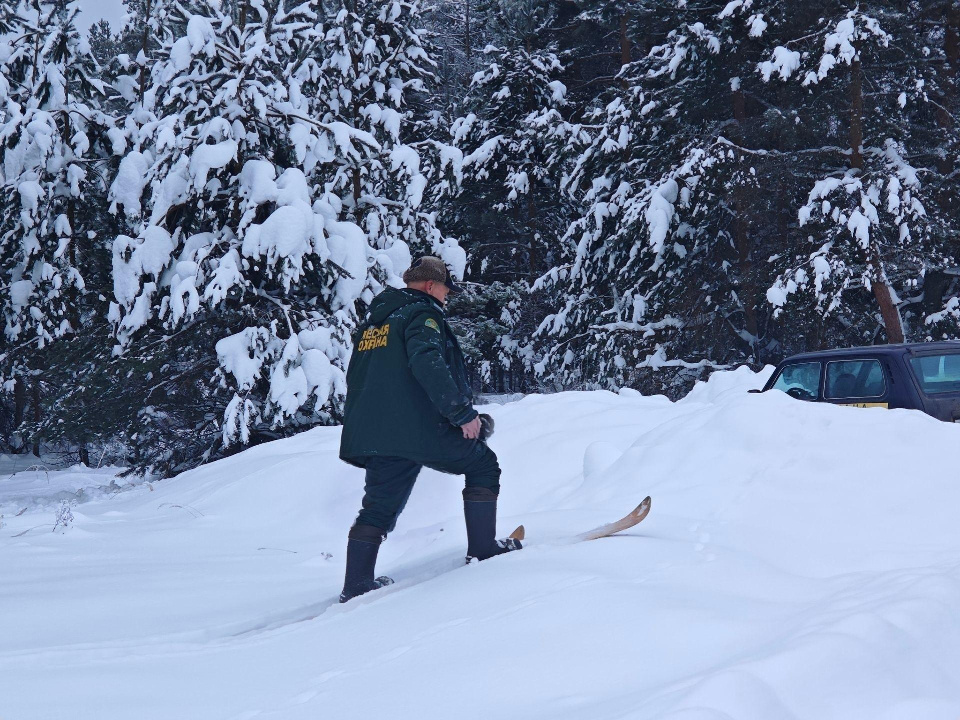    Фото: Орехово-Зуевский филиал ГАУ МО «Мособллес»