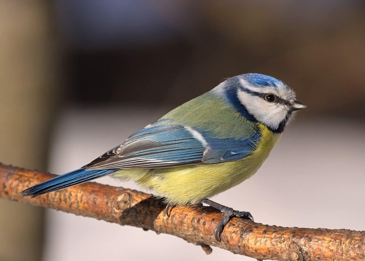    Cyanistes caeruleus / © Wikimedia