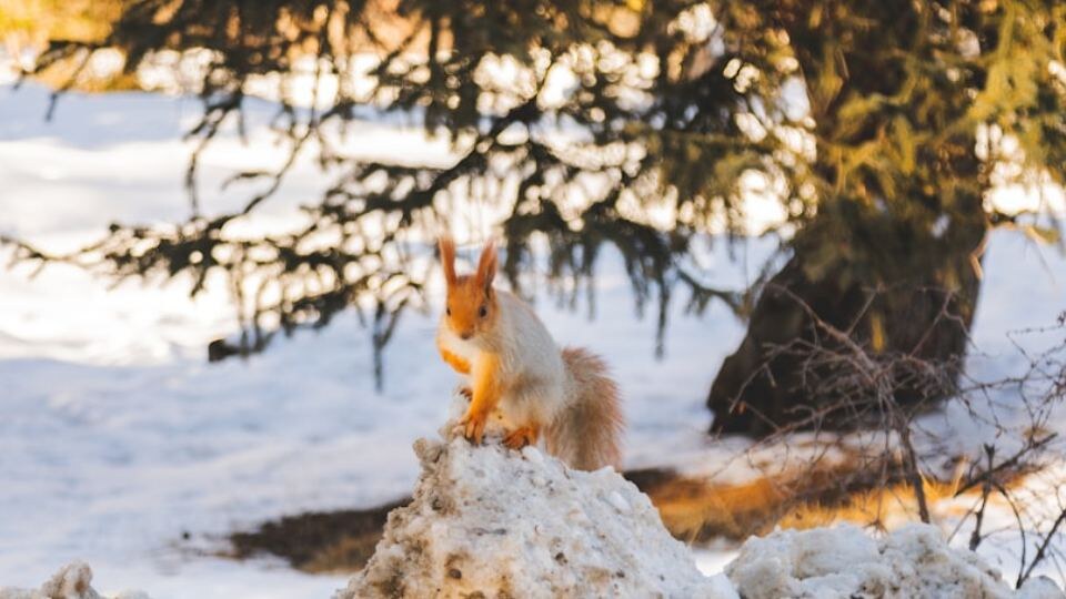 Зима заканчивается, какая погода будет в Ленобласти в конце января — феврале