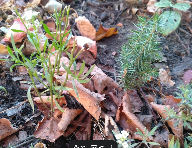 Так можжевельник выглядел осенью 2024 года. Весной 2026 года он будет выше в 2 раза