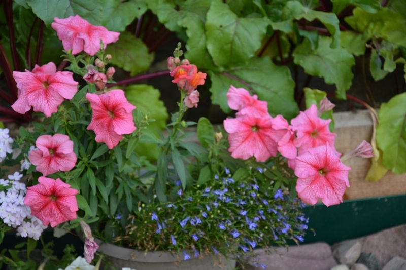 Композиция из однолетников в кашпо