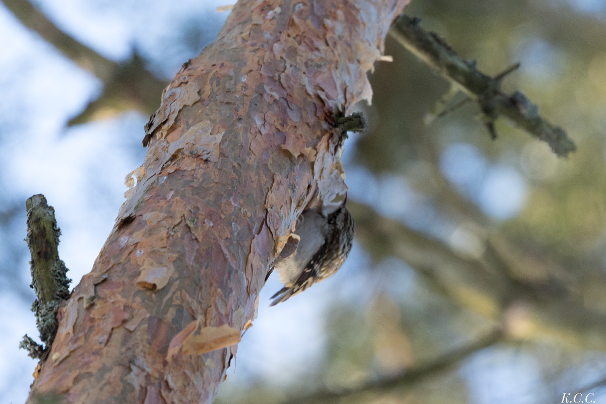 Пищуха, фото автора