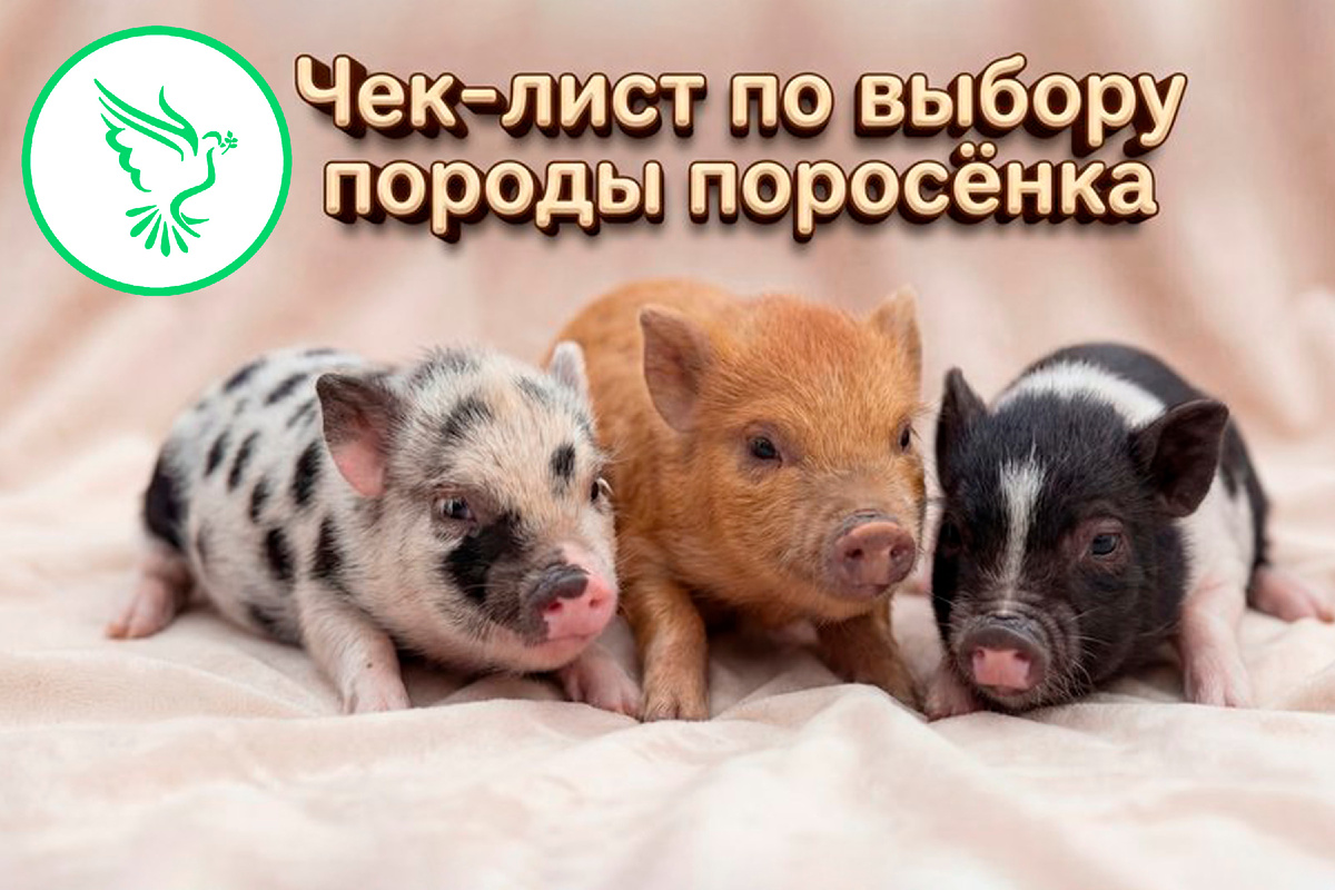 Выбираем породу поросёнка