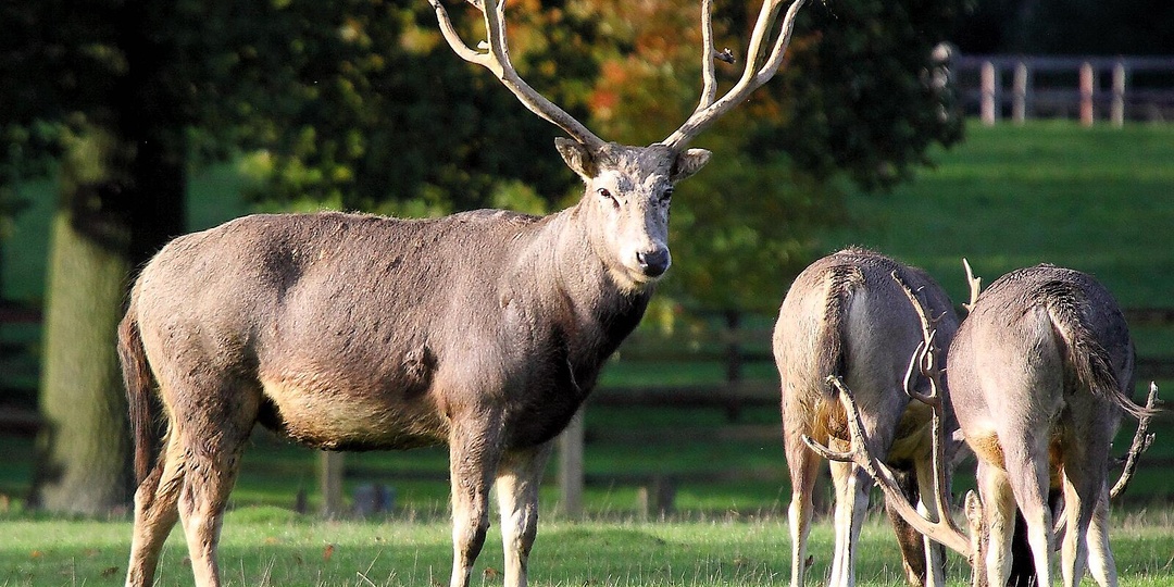 Олень Давида