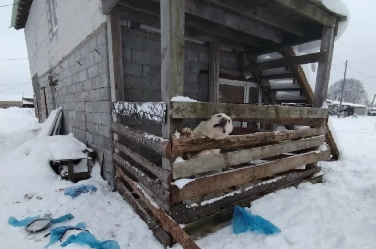    Под снегом могут скрываться незаконные захоронения животных.