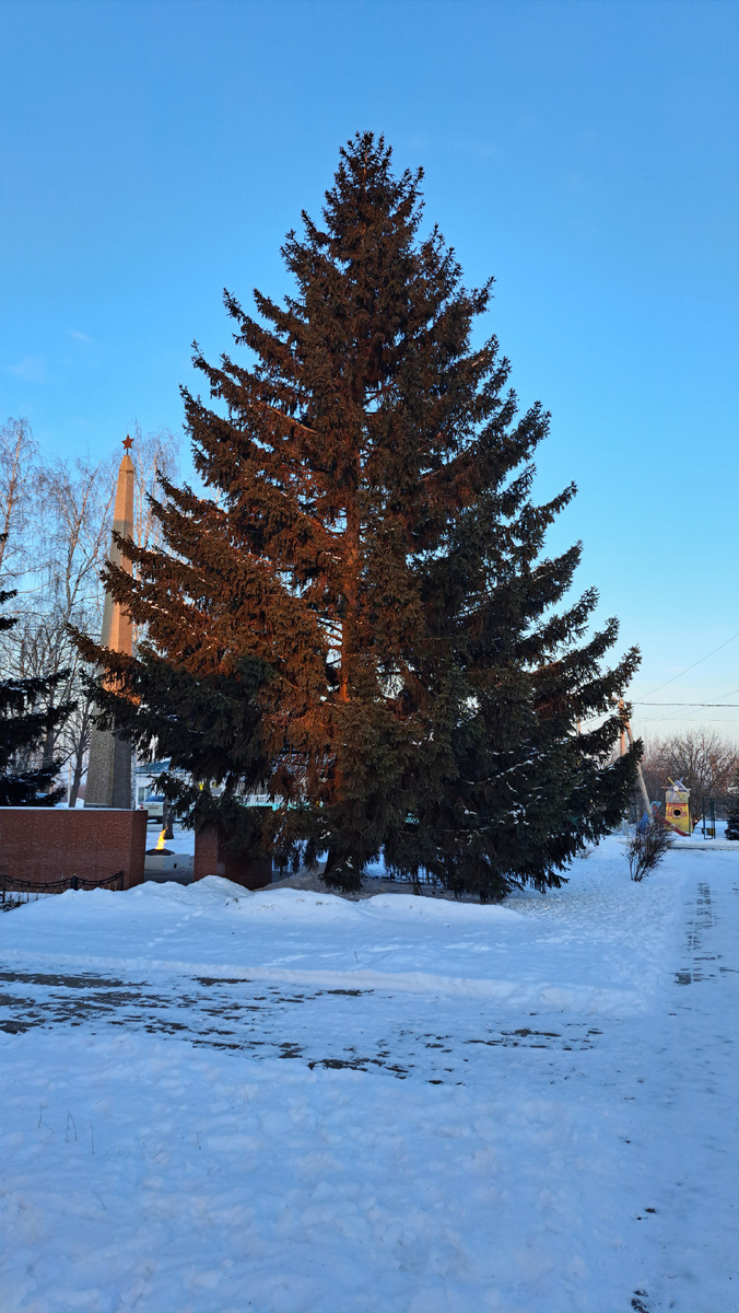 Красавица-ель