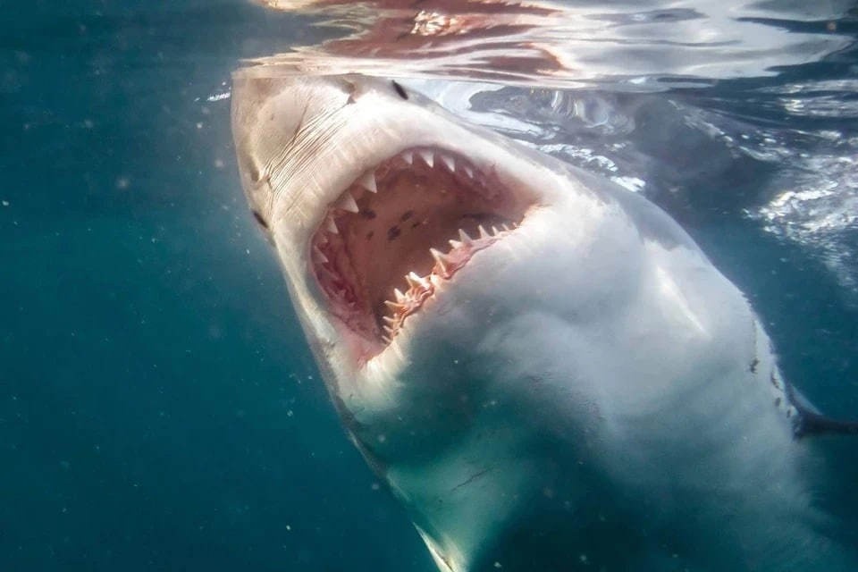    Пляжи пяти отелей в Хургаде закрыли из-за охотящейся у берегов акулы GLOBAL LOOK PRESS