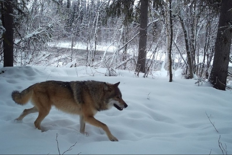    В Туруханске силовики патрулируют улицы от волка. Фото: заповедник "Центральносибирский"