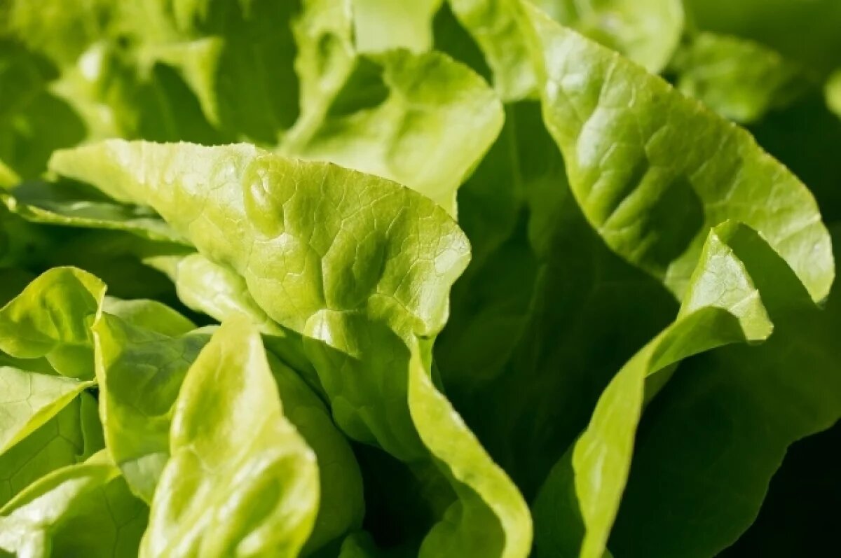    В Смоленскую области не впустили свыше шести тонн опасных салатов