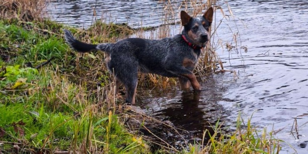 В Петербурге бесследно пропал редкий «седой» щенок