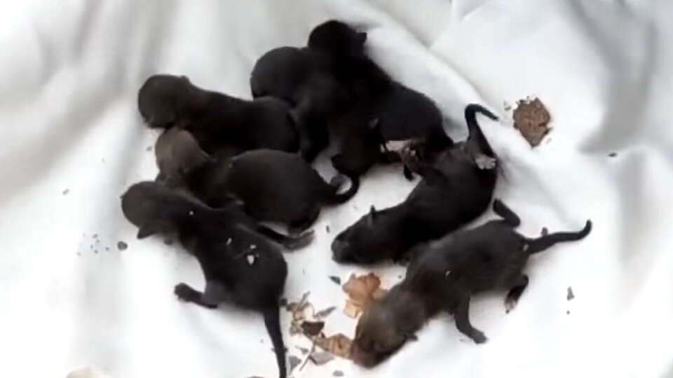 Брошенные щенки плакали в канализации, но это оказались не собаки