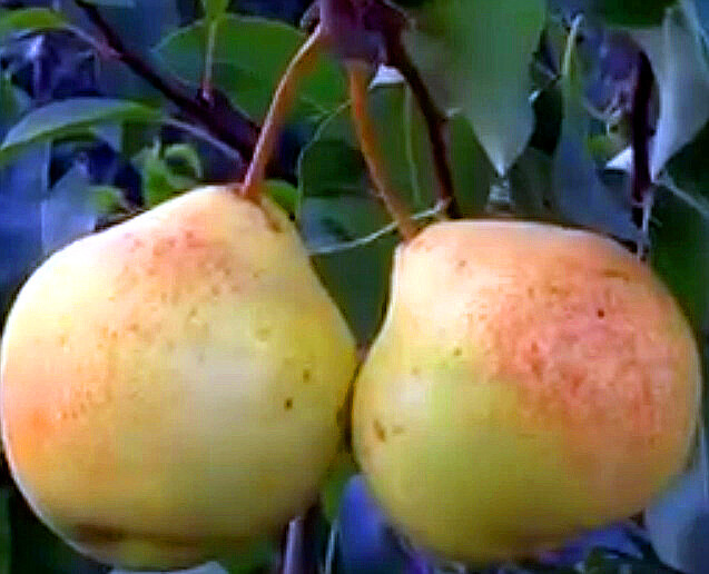 Памяти Яковлева