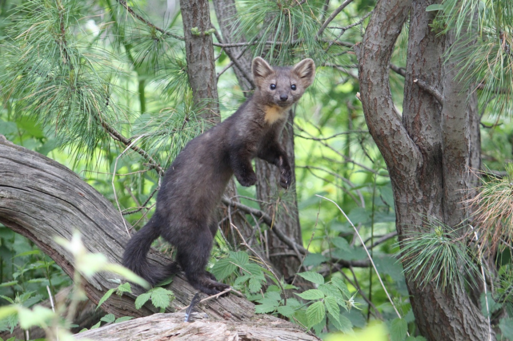 Фотография из интернета