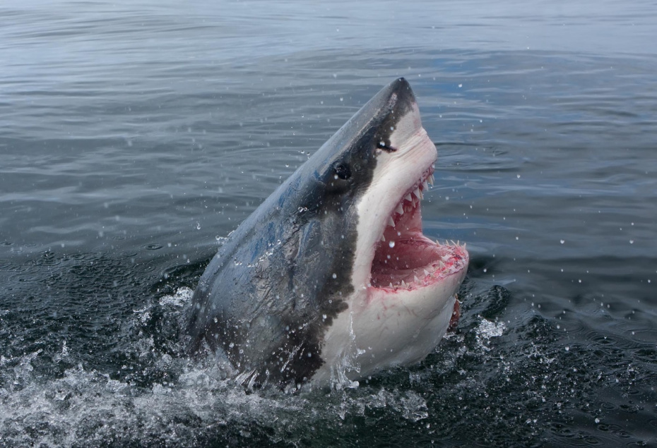    Shutterstock/FOTODOM