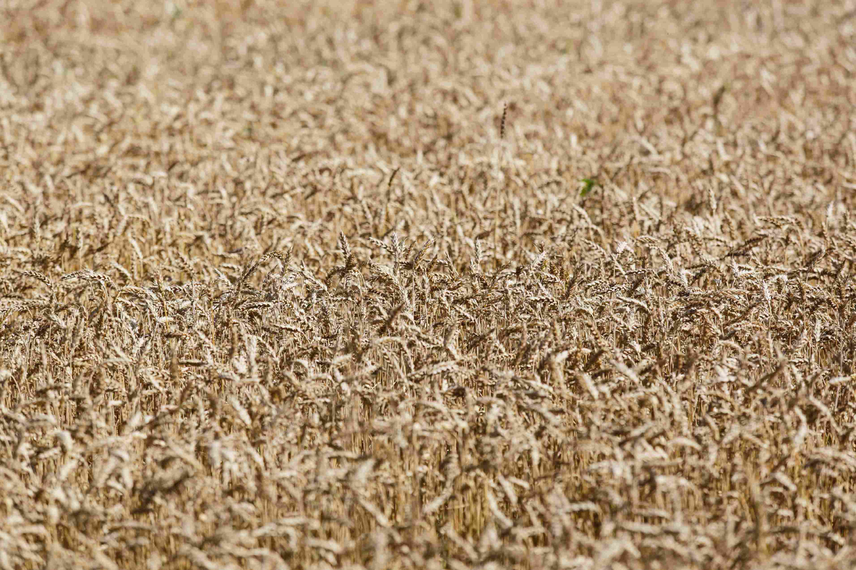 Источник: Поле.РФ