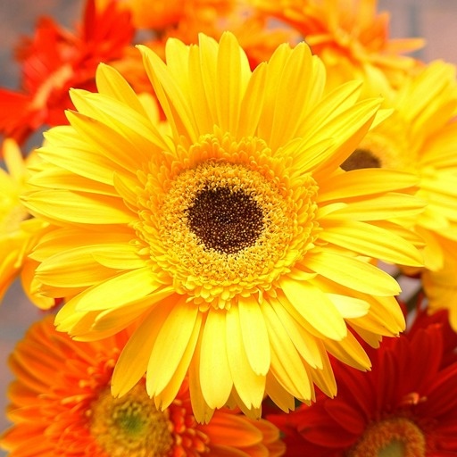    Герберы — цветы, долго стоящие в вазе Кристина Борунова