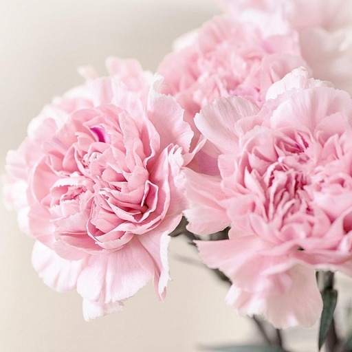    Гвоздики — стойкие цветы в вазе Кристина Борунова