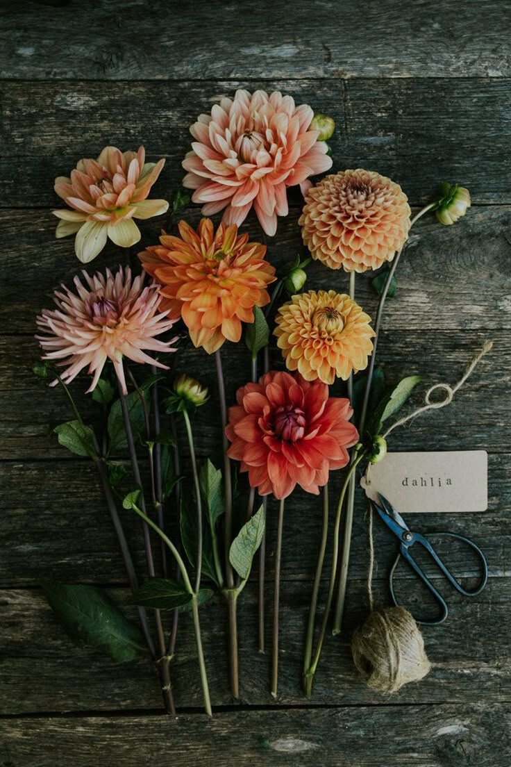 Фото взято с платформы Яндекс картинки 