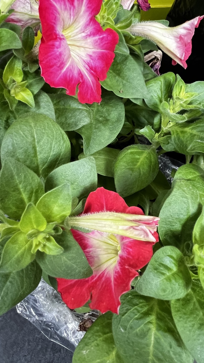 Рассада петунии