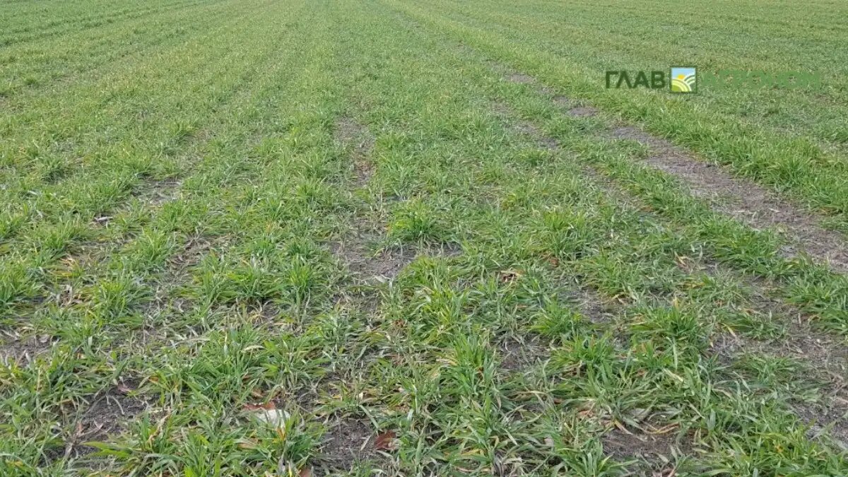 Фото:© Владимир Исаенко / Glavagronom.ru
Cорта ржи белорусской селекции сегодня занимают около 90 процентов площадей в республике