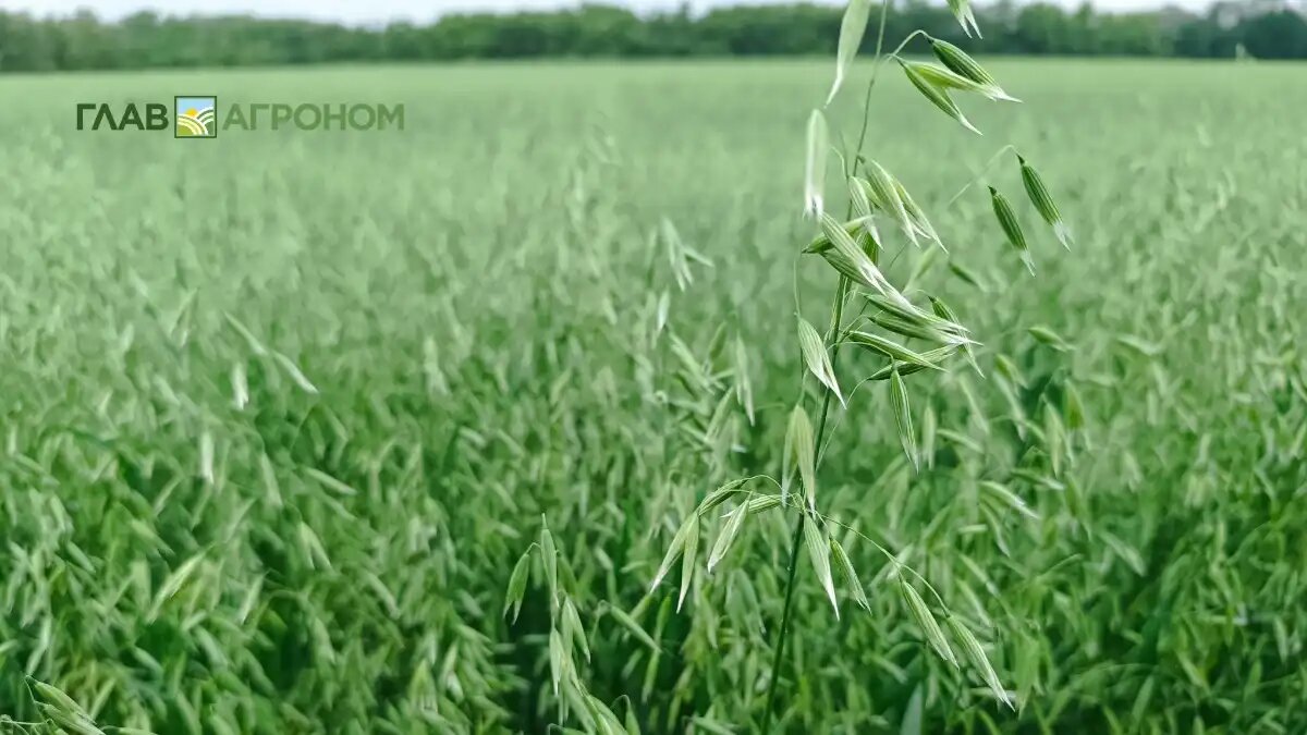 Фото:© Ирина Борисова / Glavagronom.ru
Алтайский край стал лидером по сбору овса в 2025 году