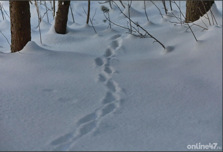 фото: Валентин Илюшин/Online47