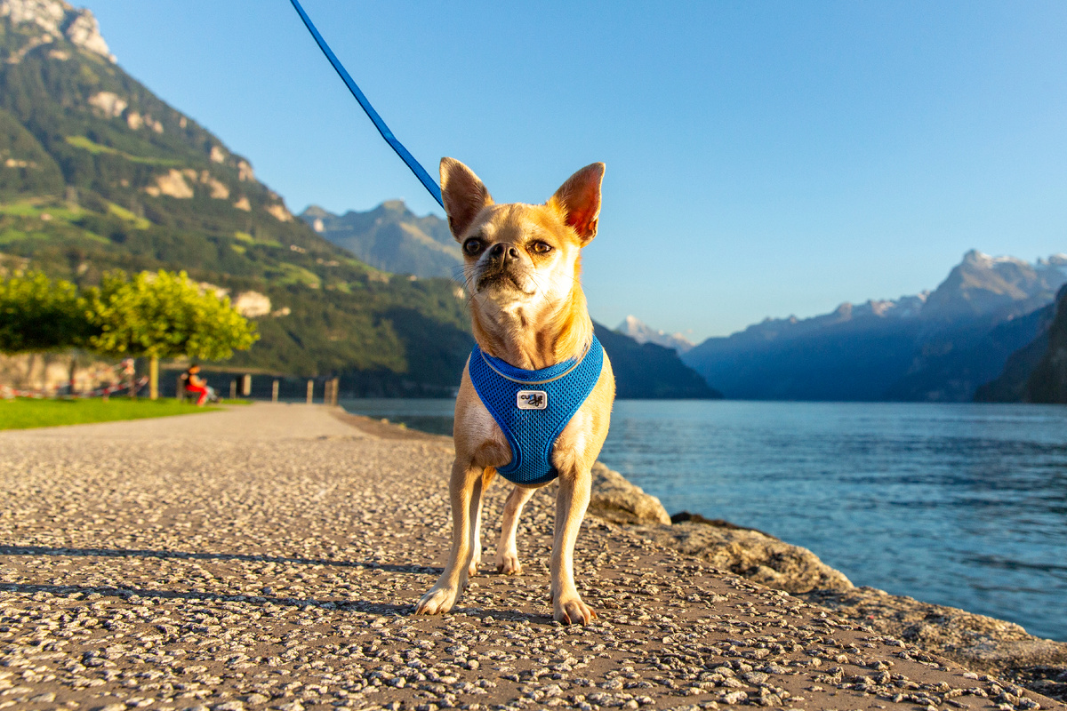 Шлейка серии AirMesh