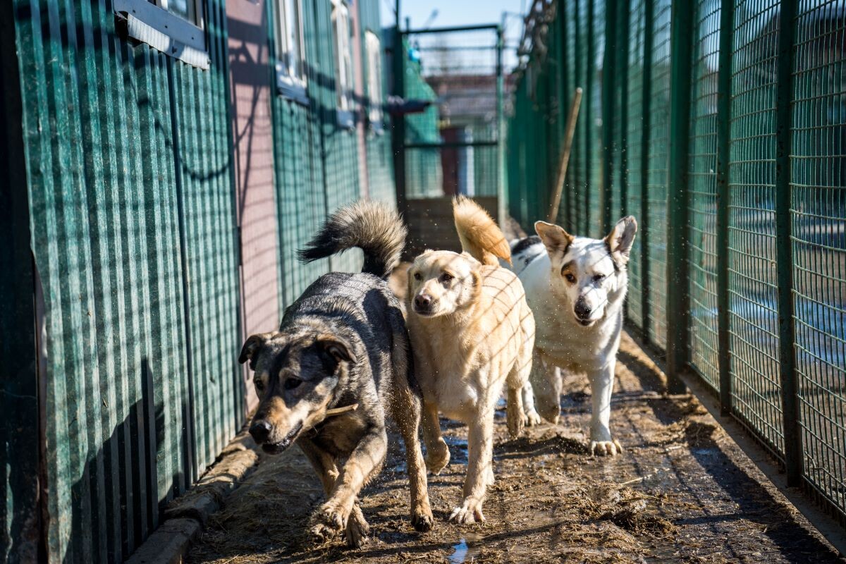 Фото: Александр Плонский / "ВиЖ"