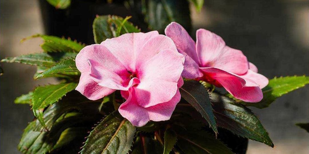 Бальзамин чахнет и не цветёт? Разбираем частые проблемы и спасаем «Ваньку мокрого»