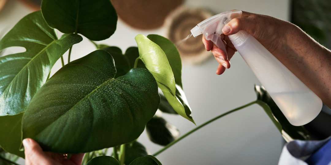 Сухой воздух губит цветы? Как повысить влажность для комнатных растений и не попасться на мифы