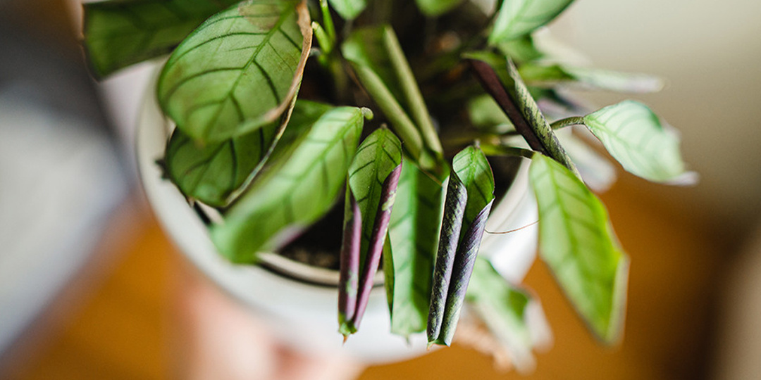 Живучие трипсы: как распознать опасного вредителя и спасти комнатные растения