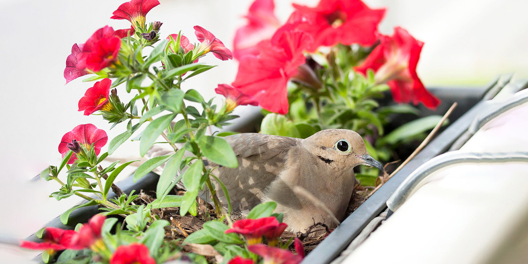 Как защитить растения на балконе от птиц: 12 рабочих и гуманных советов