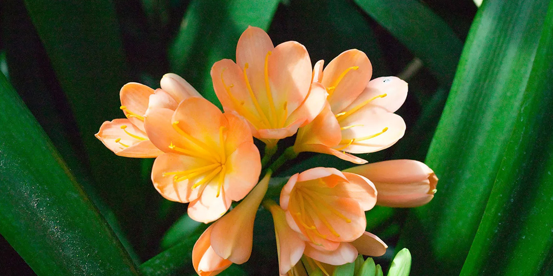 Кливия − всё про уход за цветком в домашних условиях