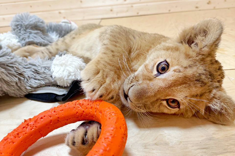    © Парк львов "Земля Прайда"