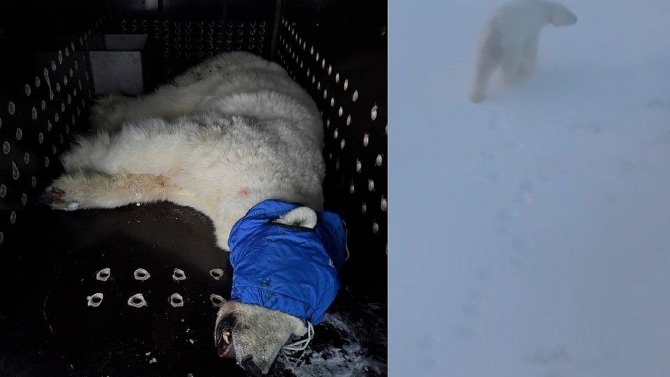 Белая медведица, худющая, клык поврежден: на севере Красноярского края поймали хищницу, напавшую на рыбаков