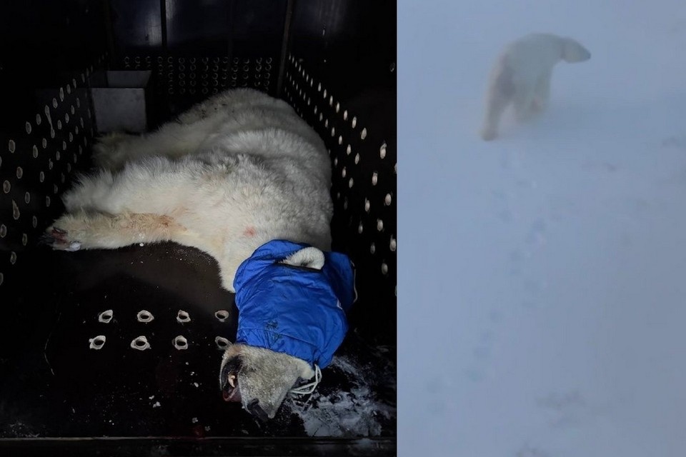    Напавшую на людей белую медведицу перевезут с Таймыра в зоопарк. Фото: Росприроднадзор