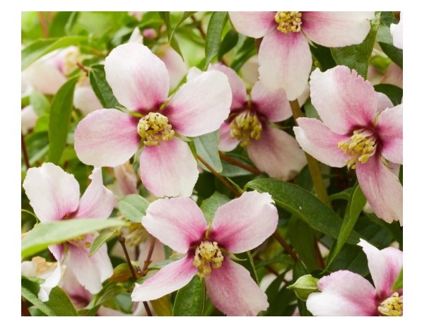 источник: https://wyevalenurseries.co.uk/news-projects/spotlight-on-philadelphus-petite-perfume-pink/