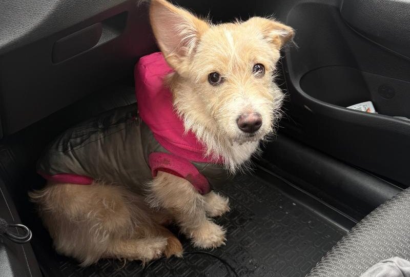 В Волжском возле «Вкусно и точка» нашли домашнюю собаку