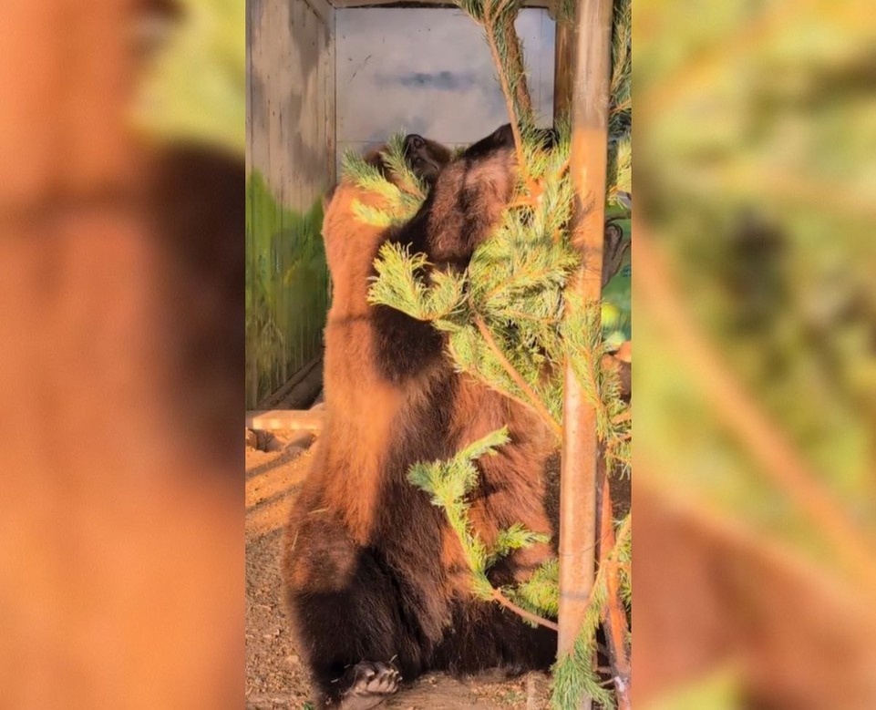    В Самарском зоопарке бурый медведь по кличке Умка устроил веселую игру с новогодней елкой. Фото: Самарский зоопарк