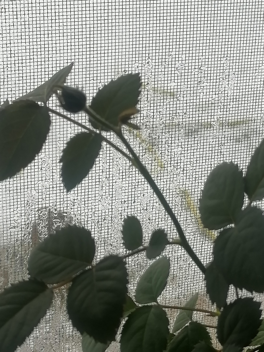 Розочка вот молоденькая бутон наливает, приближение весны чувствует. 