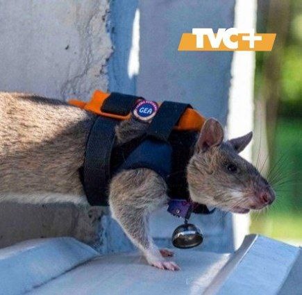 Крыса-спасатель.