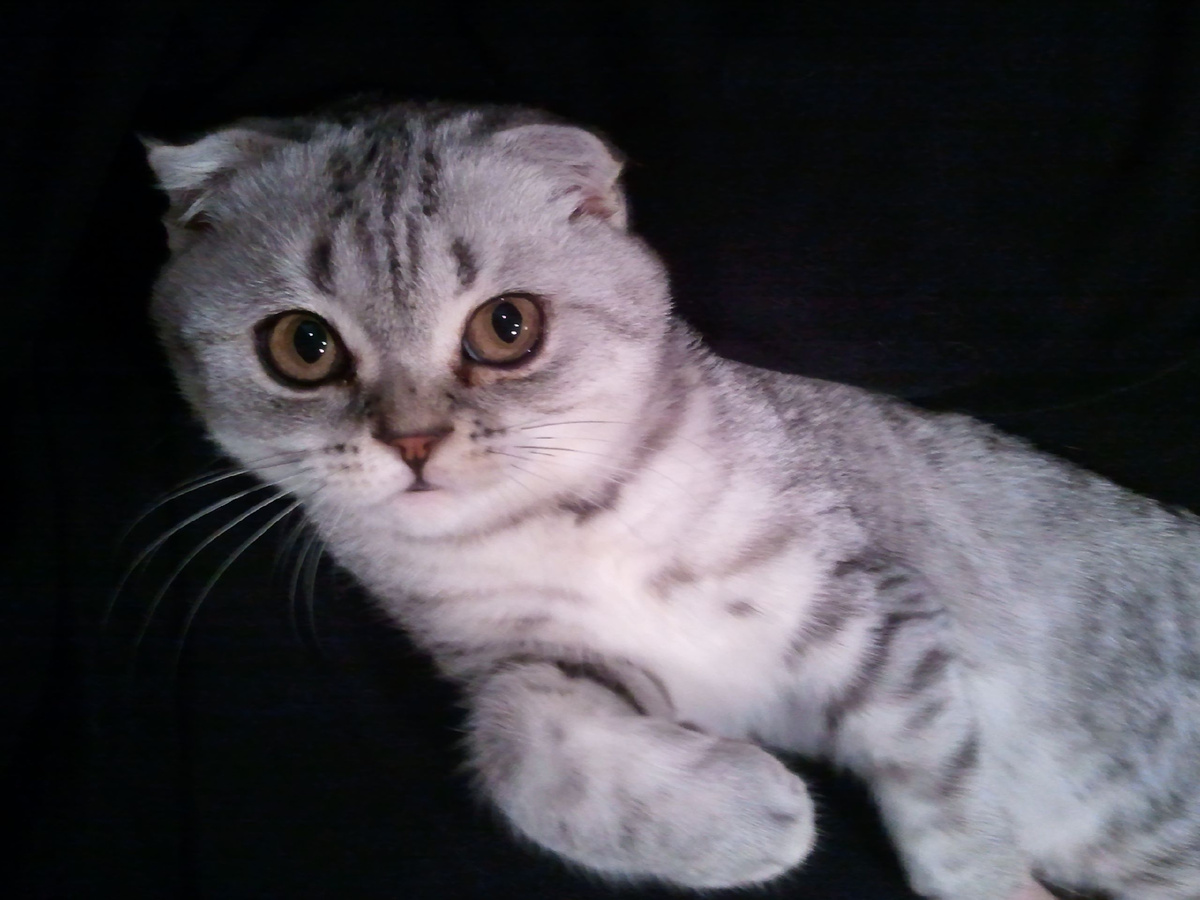 Шотландская вислоухая