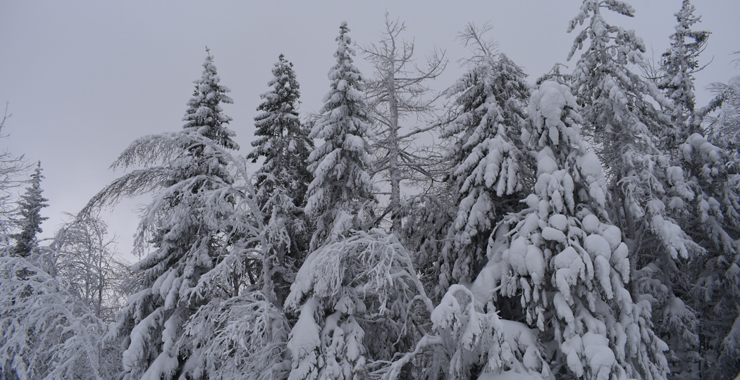 Свердловские лесничества получили 19 единиц новой техники и оборудования в 2025 году